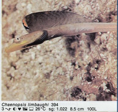 Chaenopsis limbaughi